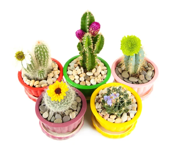 Cactuses in flowerpots with flowers, isolated on white — Stock Photo, Image