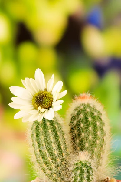Cactus met bloem, op groene natuur achtergrond — Stockfoto