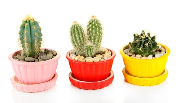 Cactuses in flowerpots, isolated on white — Stock Photo, Image