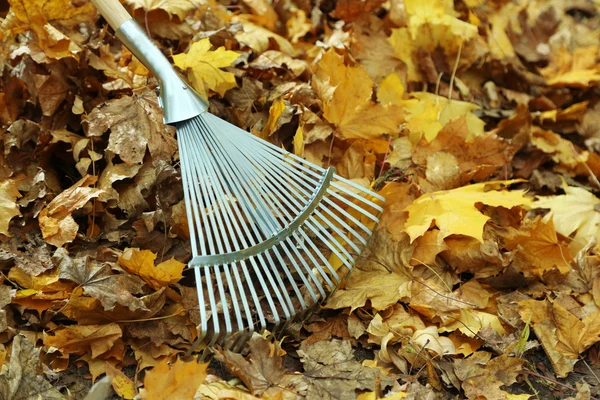 Pulizia di foglie di autunno in parco — Foto Stock