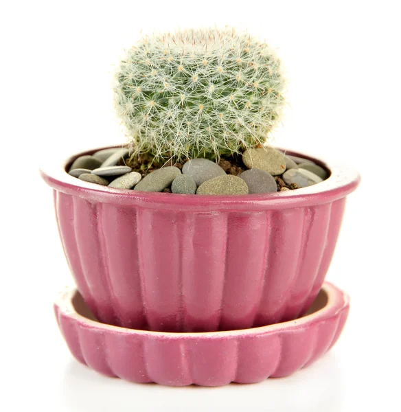 Cactus en pot de fleurs, isolé sur blanc — Photo