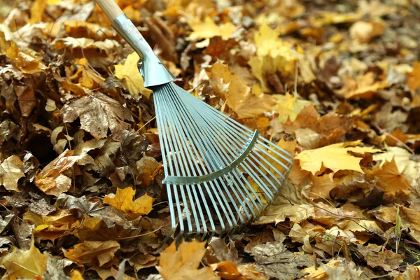 Cleaning of autumn leaves in park — Stock Photo, Image