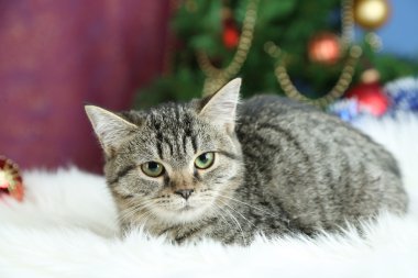 ekose Noel ağacı arka plan üzerinde kedi