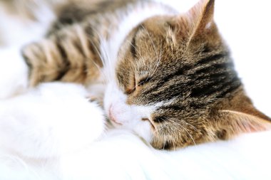 ekose yakın çekim kedi uyur