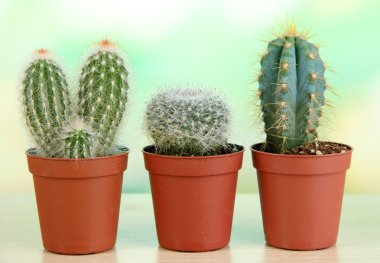 ahşap masa üstünde güzel kaktüsler