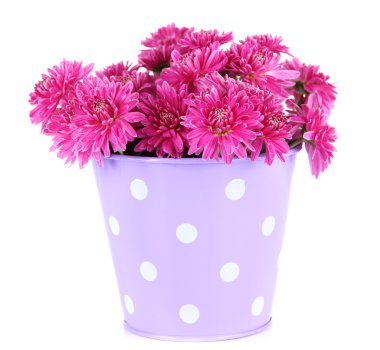 buket demet beyaz izole sonbahar pembe krizantem