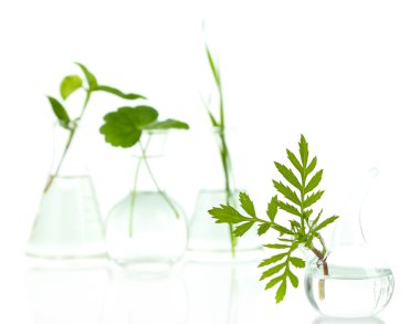 test tüpleri, üzerinde beyaz izole tesislerinde