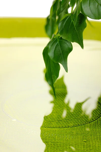 Зеленые листья с отражением в воде — стоковое фото