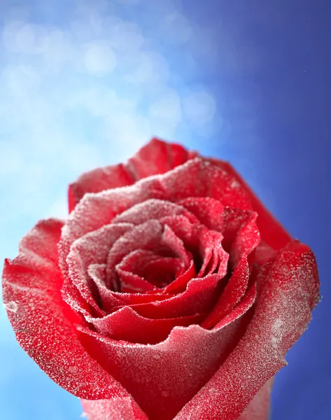 Rosa vermelha na neve no fundo azul — Fotografia de Stock