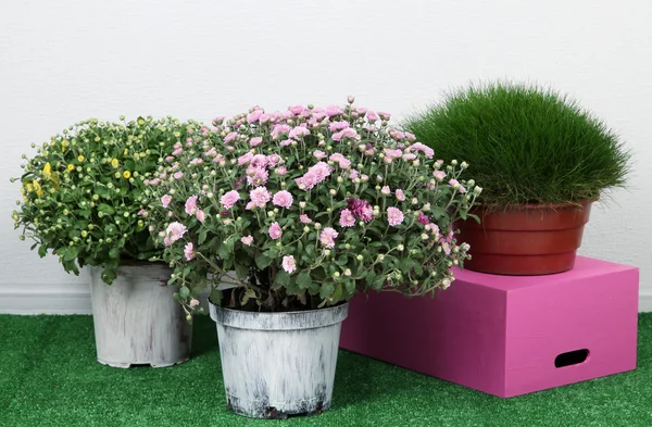 Blommor i krukor med lådor på gräs på grå bakgrund — Stockfoto