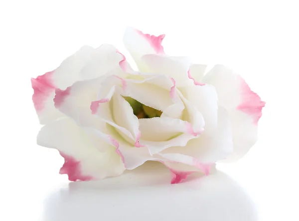 Цветок Евстомы, изолированный на белом — стоковое фото