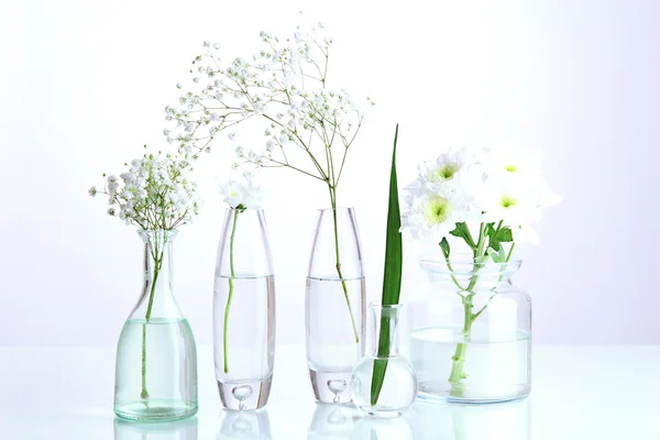 Planten in verschillende glazen containers geïsoleerd op wit — Stockfoto