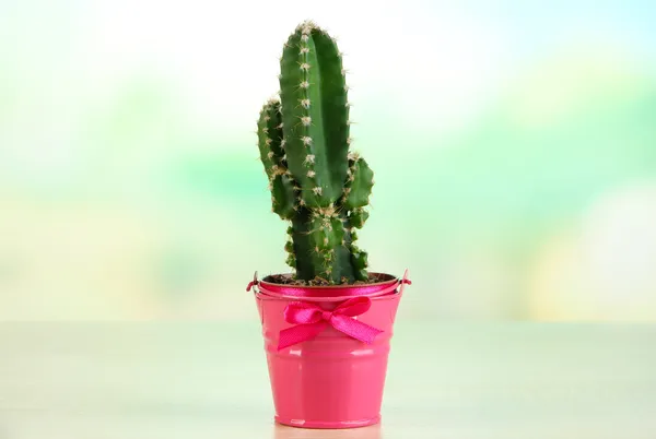 Hermoso cactus en cubo brillante en mesa de madera —  Fotos de Stock