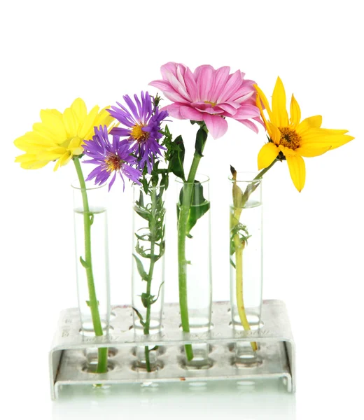 Flores em tubos de ensaio isolados a branco — Fotografia de Stock