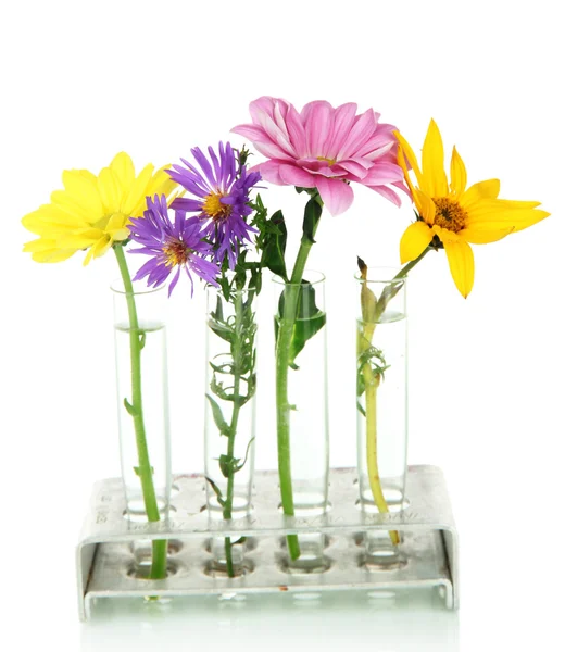 Fleurs dans éprouvettes isolées sur blanc — Photo