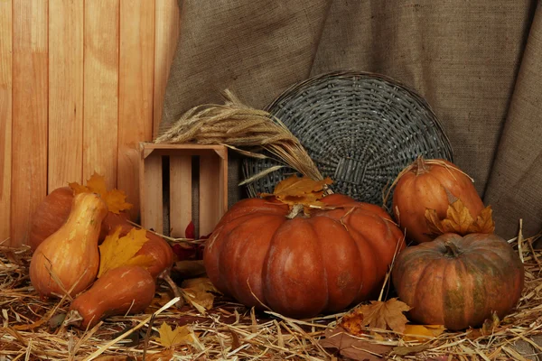 Pumpkins with wicker stand and crate on straw on sackcloth background — Stock Photo, Image