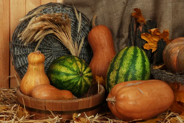 Pumpkins and watermelons in wooden tub with wicker stand on straw on sackcloth background — Stock Photo, Image