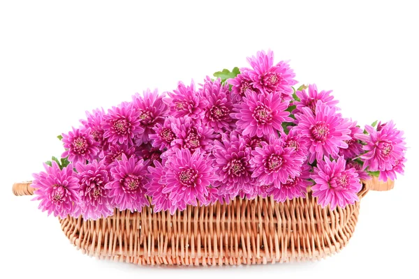 Bouquet of pink autumn chrysanthemum in basket isolated on white — Stock Photo, Image