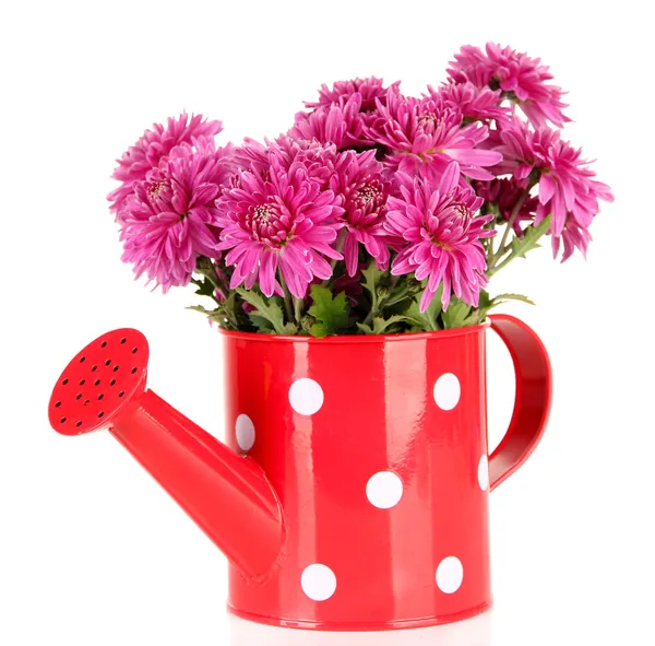 Bouquet of pink autumn chrysanthemum in watering can isolated on white — Stock Photo, Image