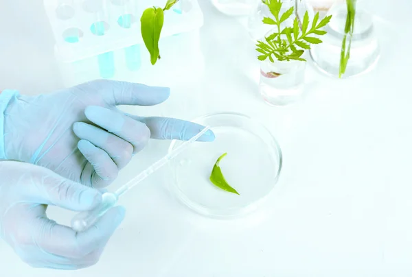 Test tüpleri bitkilerde. kavram, bilim için pf araştırma. beyaz izole — Stok fotoğraf