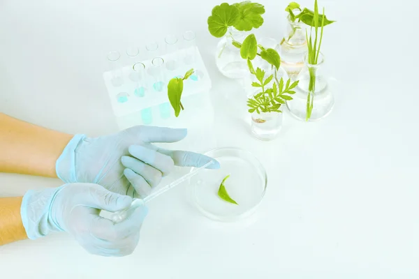 Rostliny v zkumavek. koncept pf věda zkoumá. izolované na bílém — Stock fotografie