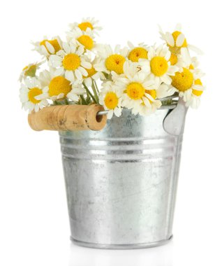Beautiful wild camomiles in