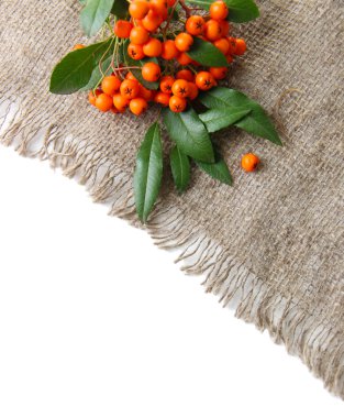 Ateş dikeni firethorn turuncu meyveler üzerinde beyaz izole çul üzerinde yeşil yaprakları ile