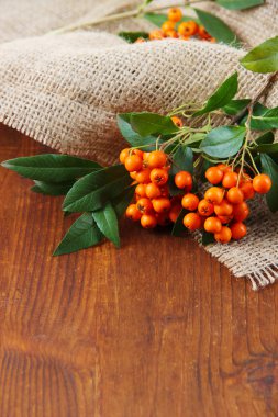 Ateş dikeni firethorn turuncu meyveler ahşap zemin üzerine yeşil yaprakları ile