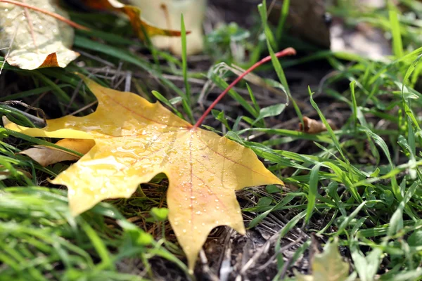 Esdoorn bladeren in park, close-up — Stockfoto