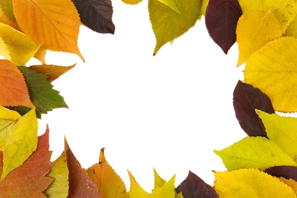 Belles feuilles d'automne isolées sur blanc — Photo