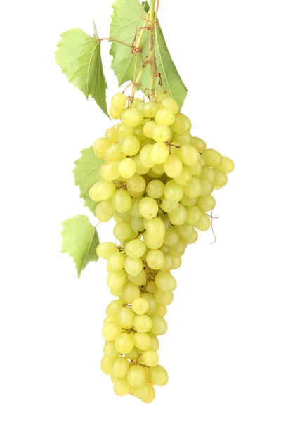 Ripe sweet grapes isolated on whit — Stock Photo, Image