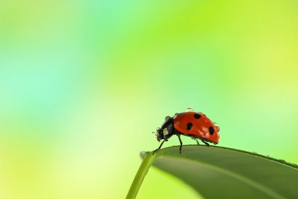 Belle coccinelle sur feuille verte — Photo