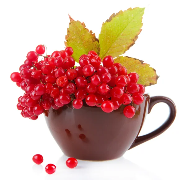 Red berries of viburnum in cup, isolated on white — Stock Photo, Image