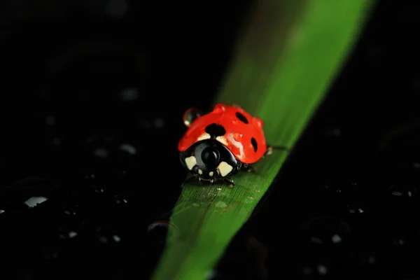 Beautiful ladybird on green grass, on black background — Stock Photo, Image