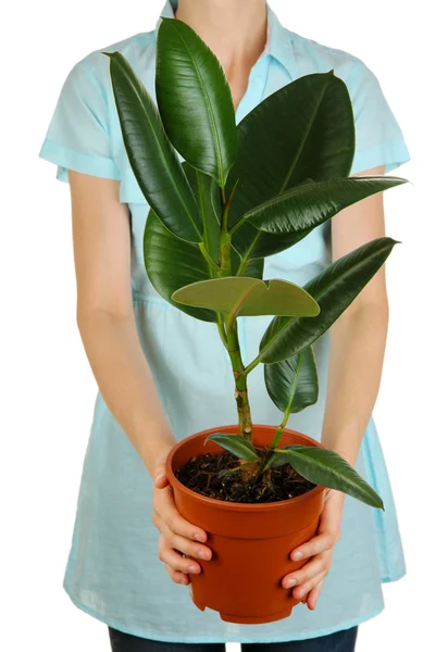 Beautiful flower in pot in hands of girl isolated on white — Stock Photo, Image