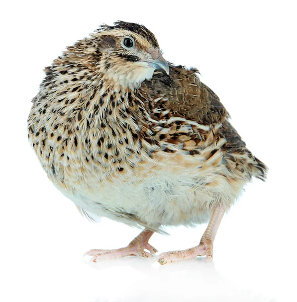 Young quail isolated on white Stock Photo by ©belchonock 32937099