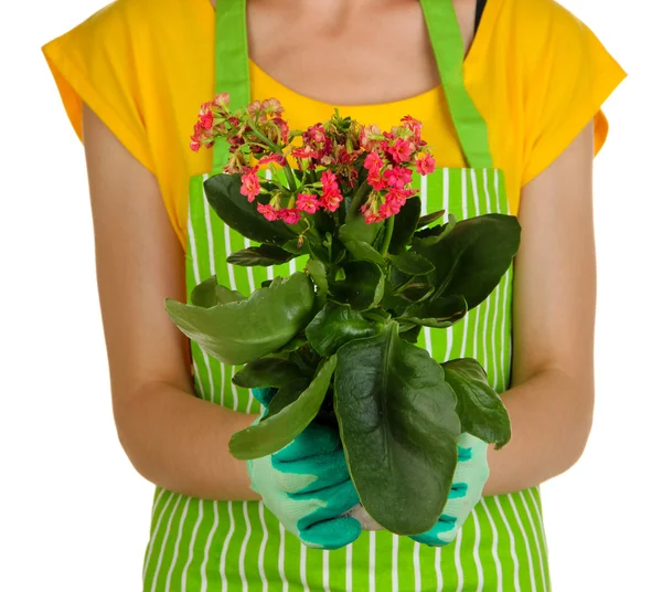 Beautiful flower in pot in hands of girl gardener isolated on white — Stock Photo, Image