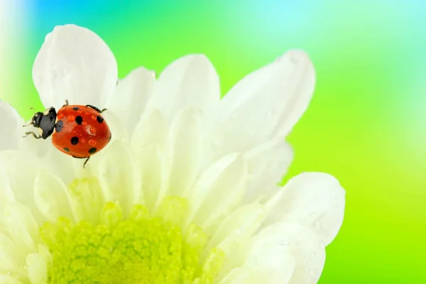 Schöner Marienkäfer auf Blume, aus nächster Nähe — Stockfoto