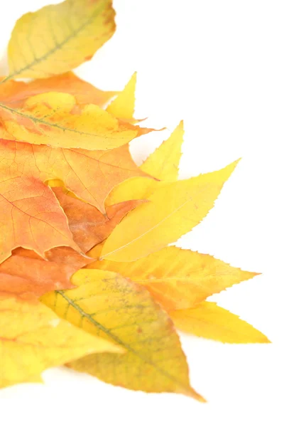 Folhas de outono brilhantes isoladas em branco — Fotografia de Stock