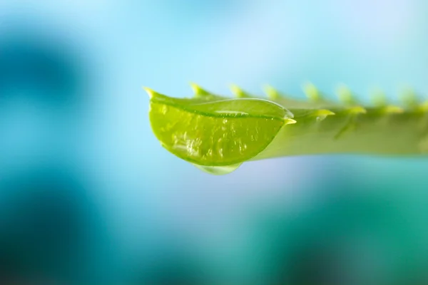 Folha de aloés com gota no fundo natural — Fotografia de Stock