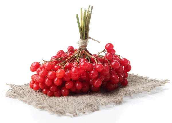 Baies rouges de viorne isolées sur blanc — Photo