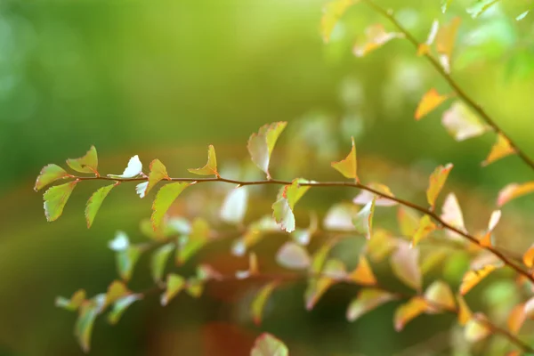 Autumnal background — Stock Photo, Image