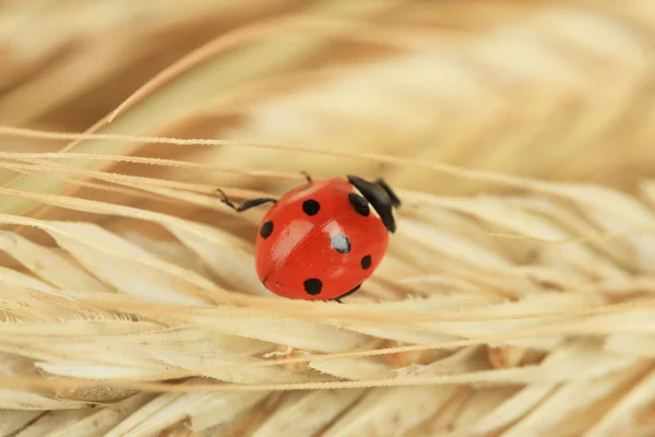 Güzel ladybird buğday kulak, yakın çekim — Stok fotoğraf