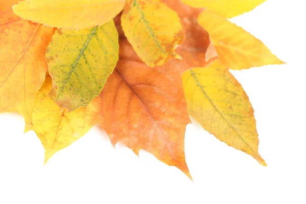 Luminose foglie autunnali isolate su bianco — Foto Stock