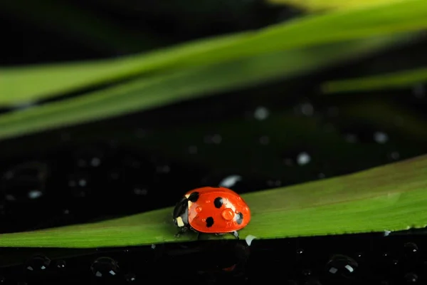 在绿色的草地，在黑色背景上的美丽瓢虫 — 图库照片