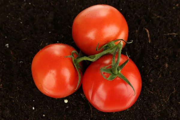 Tomaten op grond geïsoleerd op wit — Stockfoto