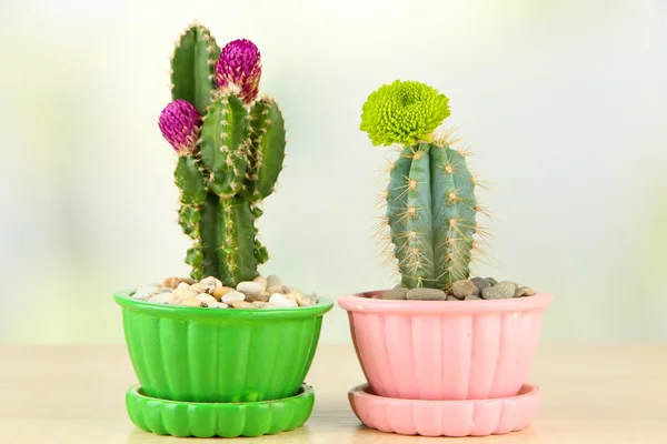 Cactuses in flowerpots with flowers, on wooden table — Stock Photo, Image