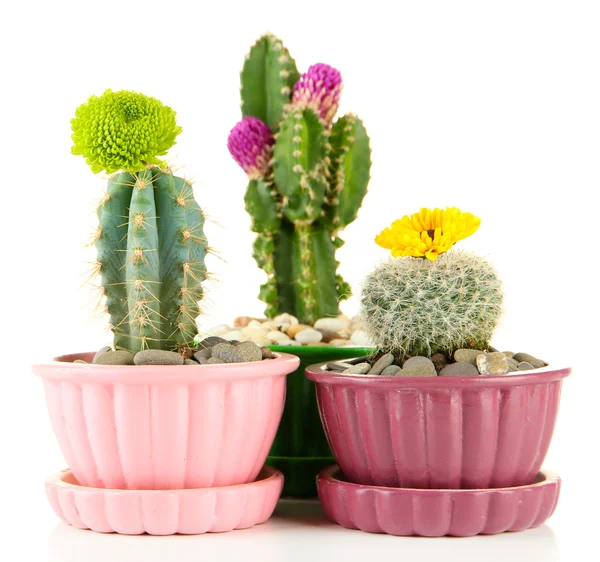 Cactos em vasos com flores, isolados sobre branco — Fotografia de Stock