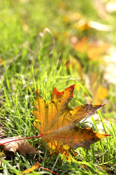 Maple leaves in park, close-up Stock Picture