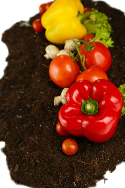 Groenten op grond geïsoleerd op wit — Stockfoto